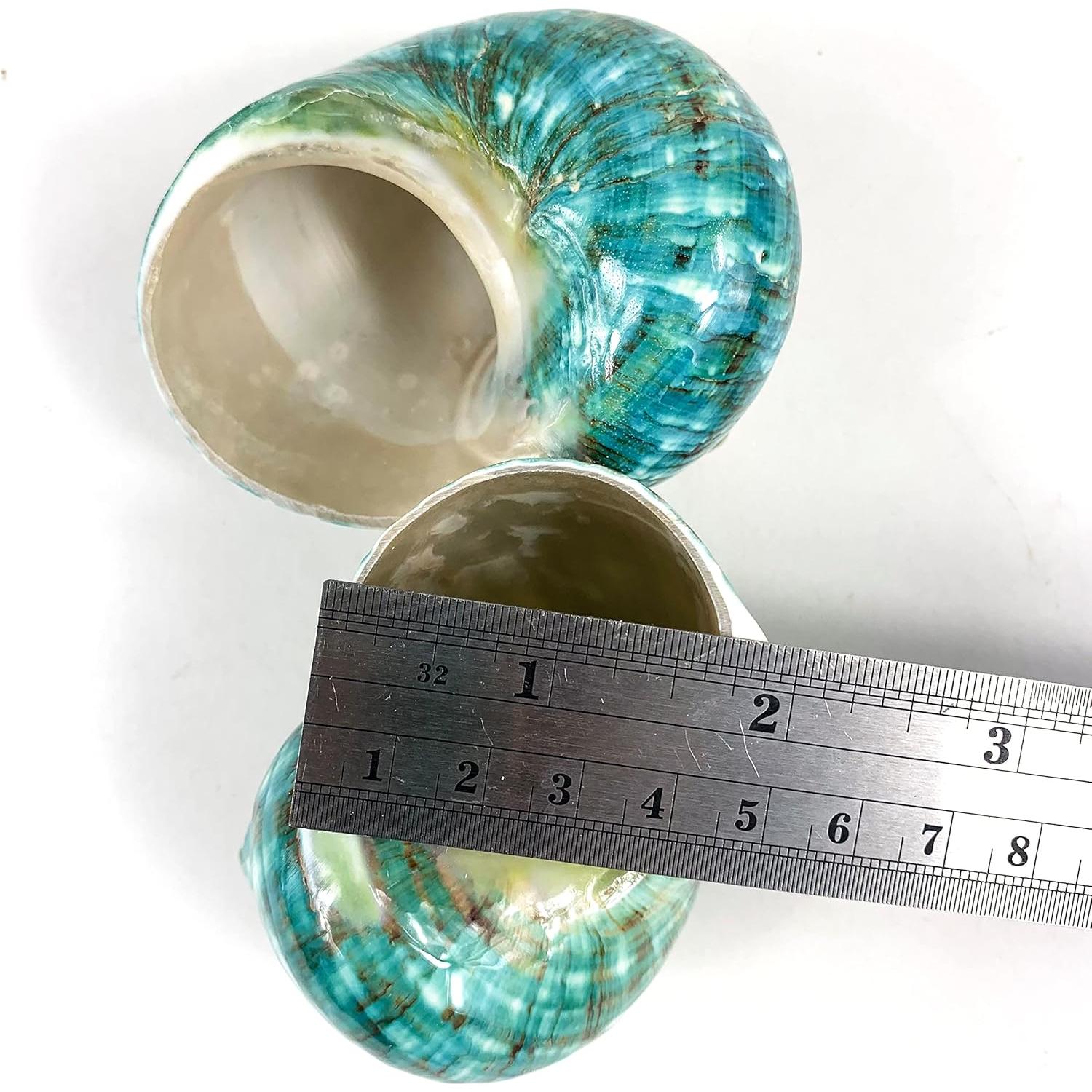 Conchas Turbo Naturales Heyiwell 2PC Verde Jade 6.35-8.89cm