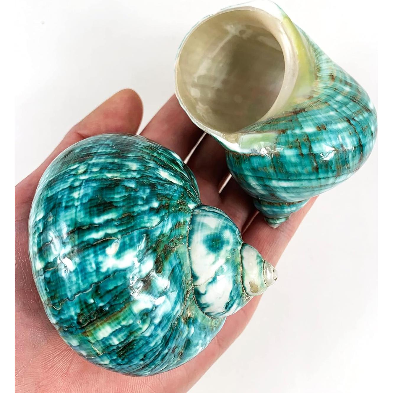 Conchas Turbo Naturales Heyiwell 2PC Verde Jade 6.35-8.89cm