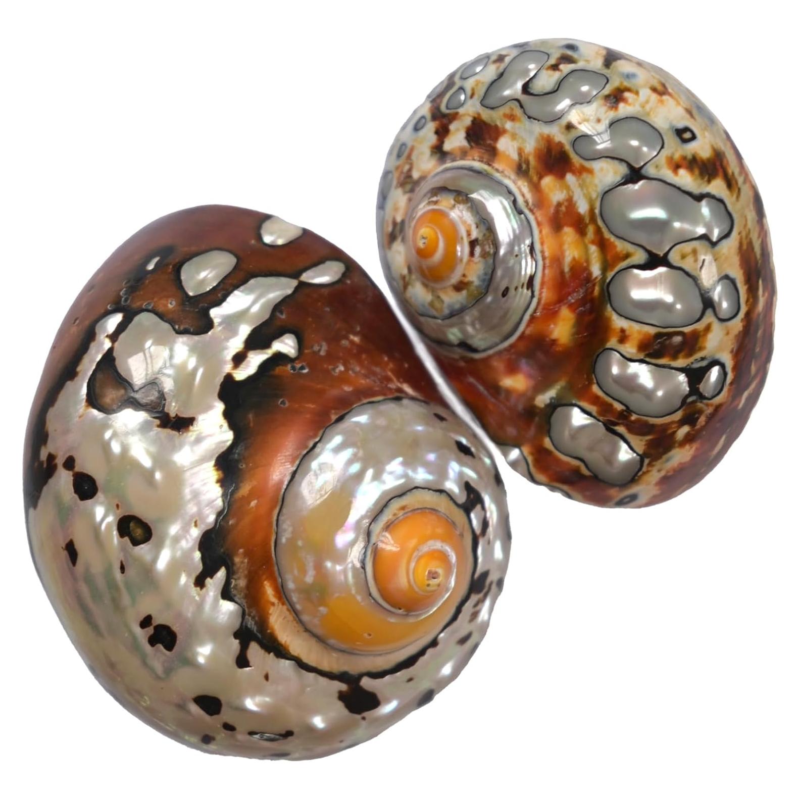 2 Piezas Conchas de Cangrejo Ermitaño Iao.v.p Tamaño M/L