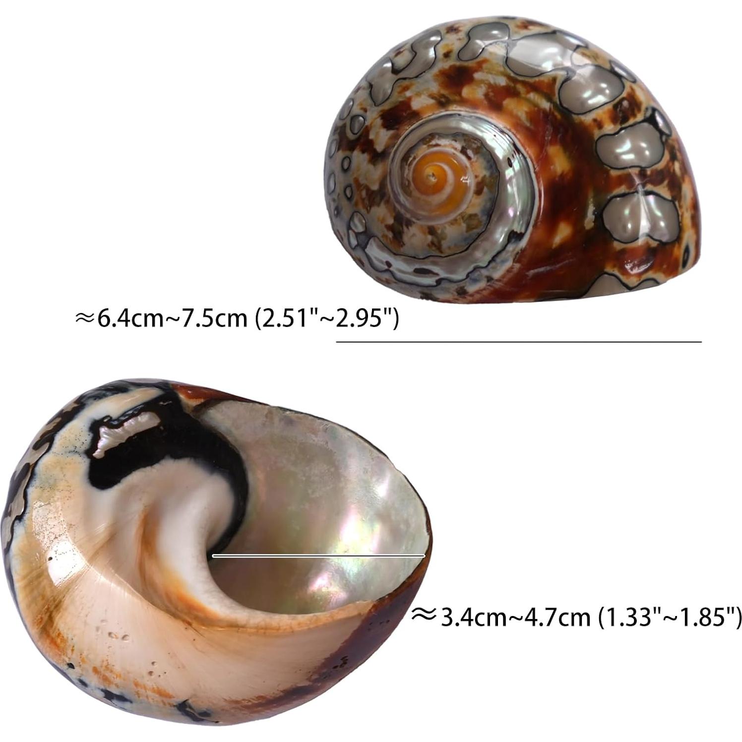 2 Piezas Conchas de Cangrejo Ermitaño Iao.v.p Tamaño M/L