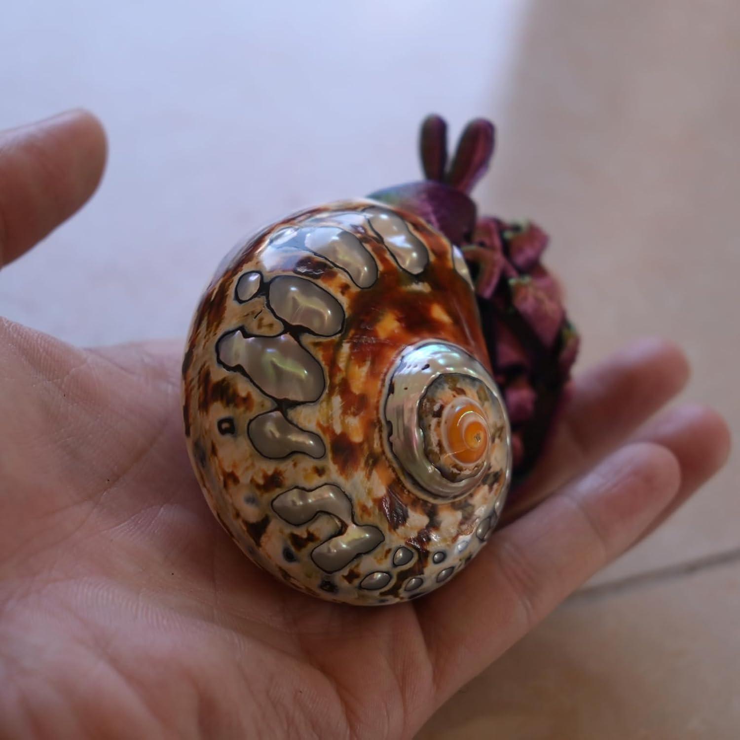 2 Piezas Conchas de Cangrejo Ermitaño Iao.v.p Tamaño M/L