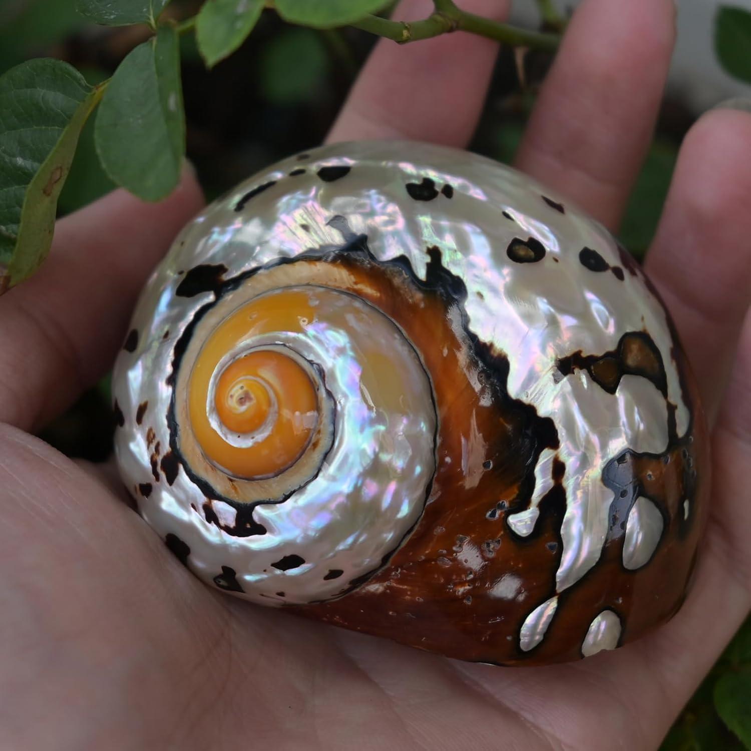 2 Piezas Conchas de Cangrejo Ermitaño Iao.v.p Tamaño M/L