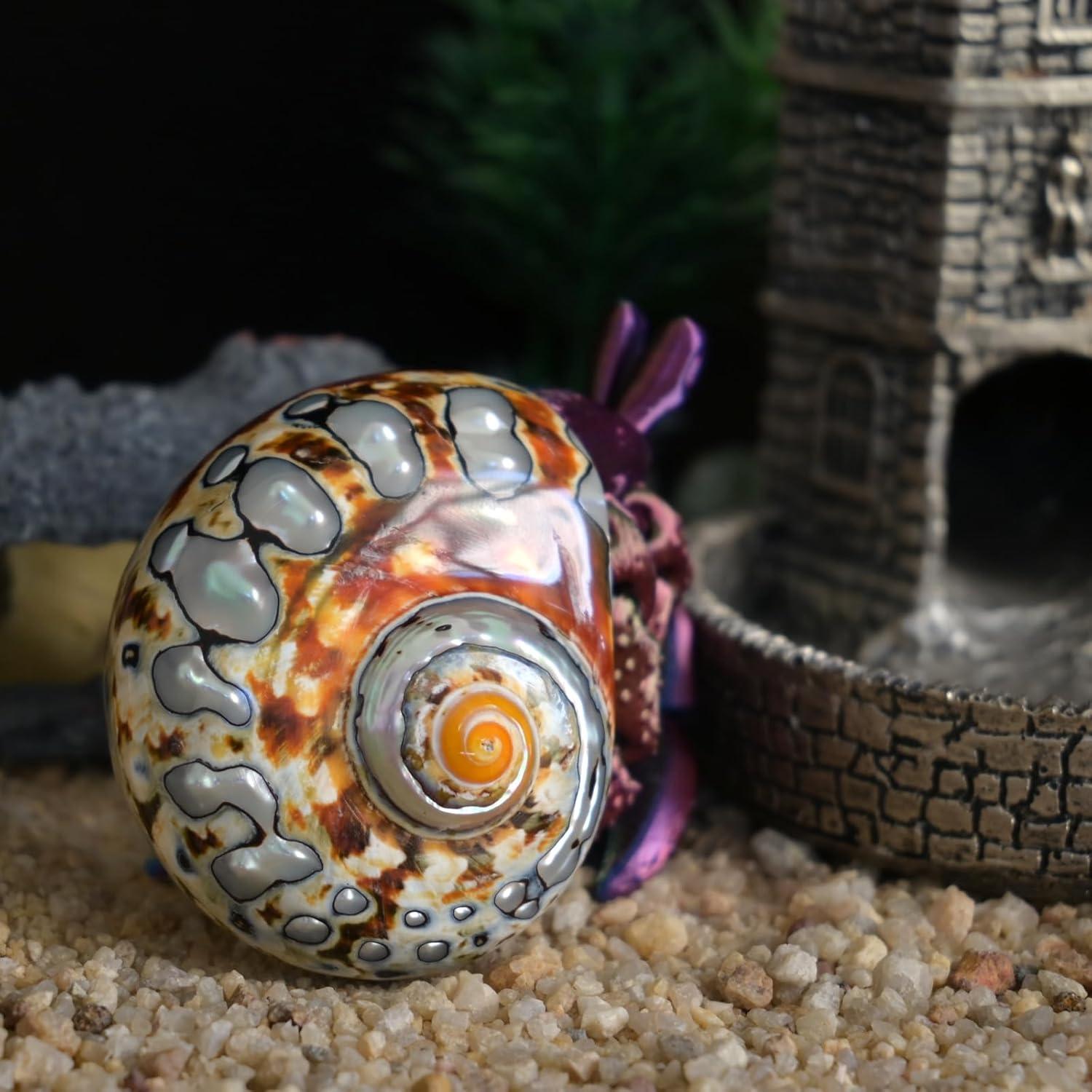 2 Piezas Conchas de Cangrejo Ermitaño Iao.v.p Tamaño M/L