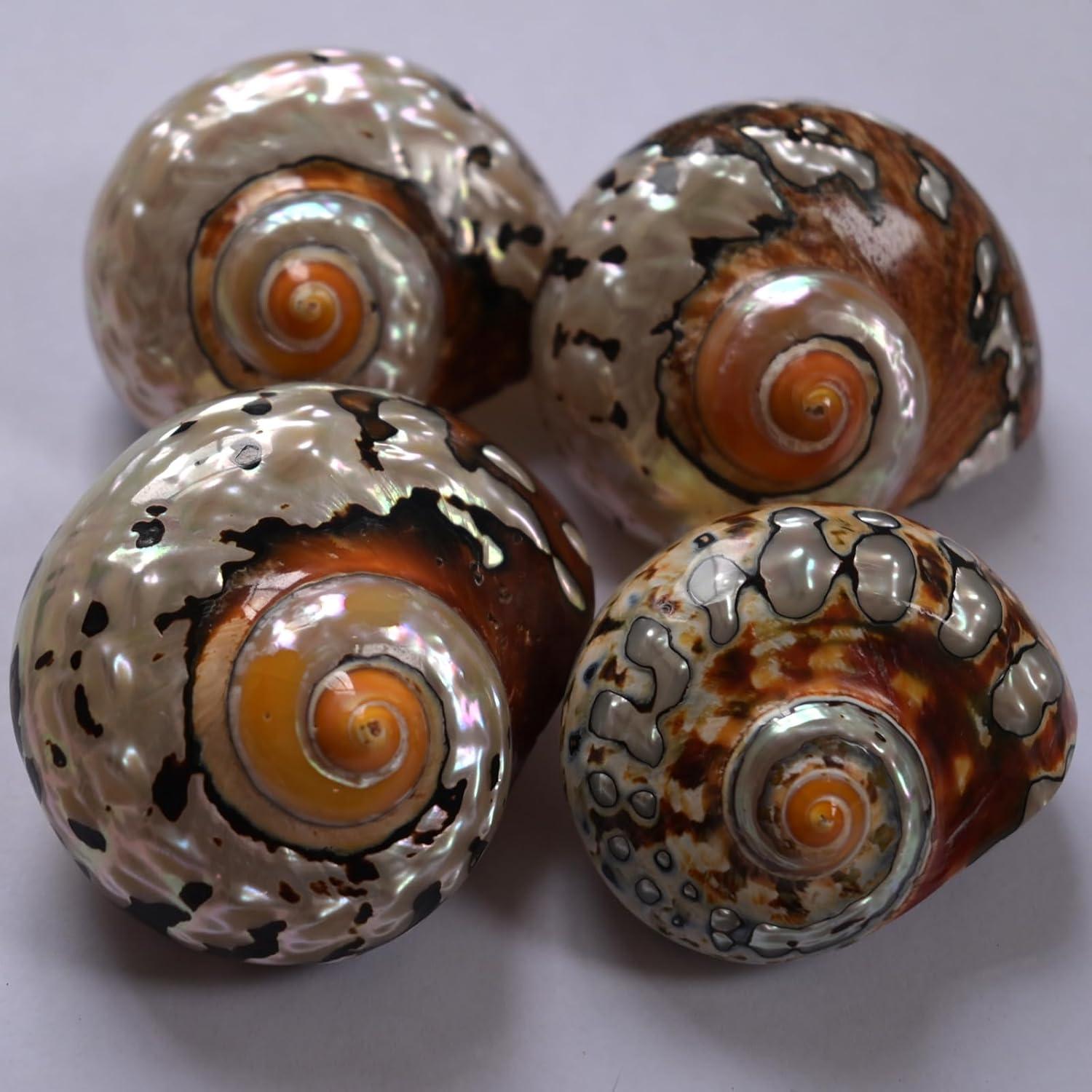 2 Piezas Conchas de Cangrejo Ermitaño Iao.v.p Tamaño M/L