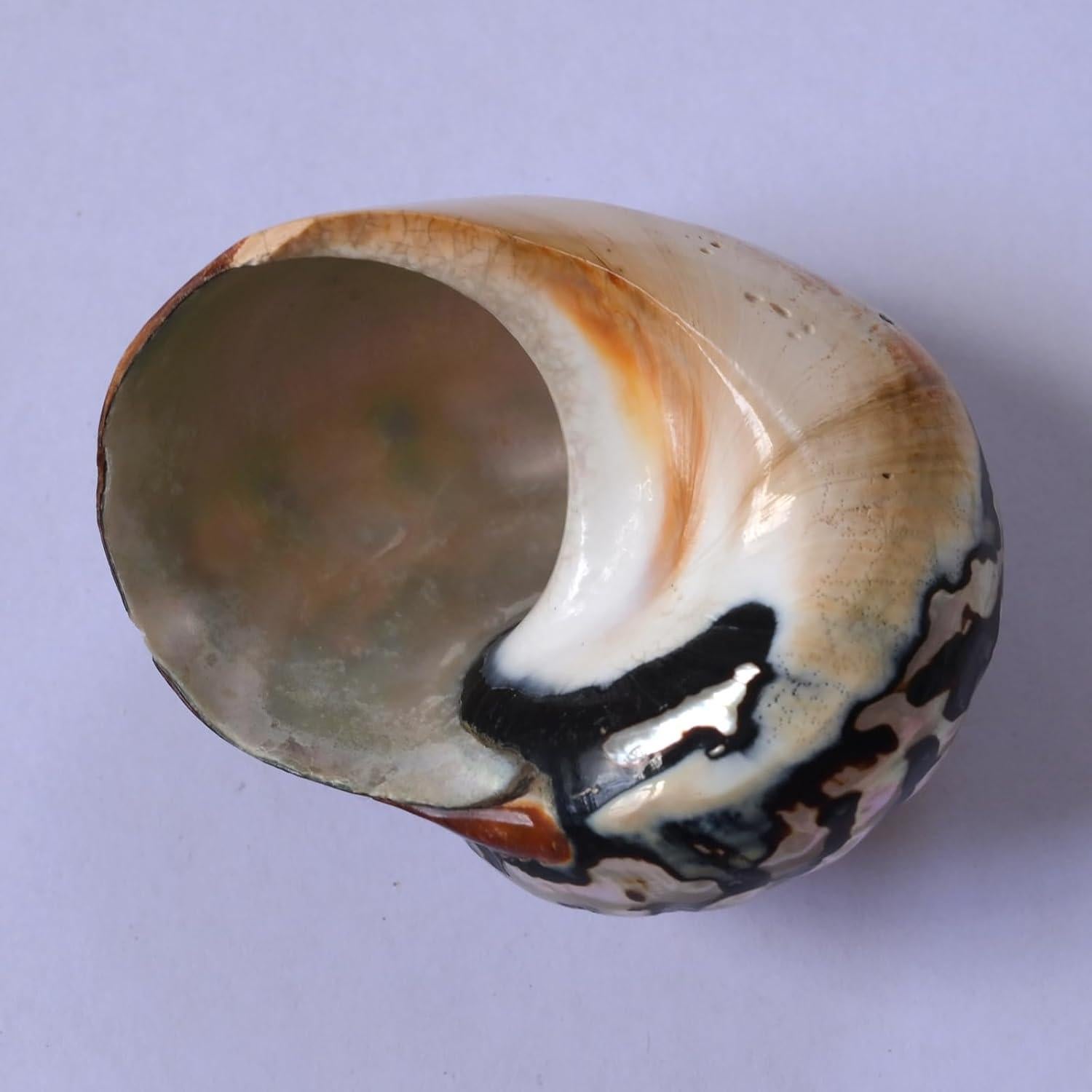 2 Piezas Conchas de Cangrejo Ermitaño Iao.v.p Tamaño M/L