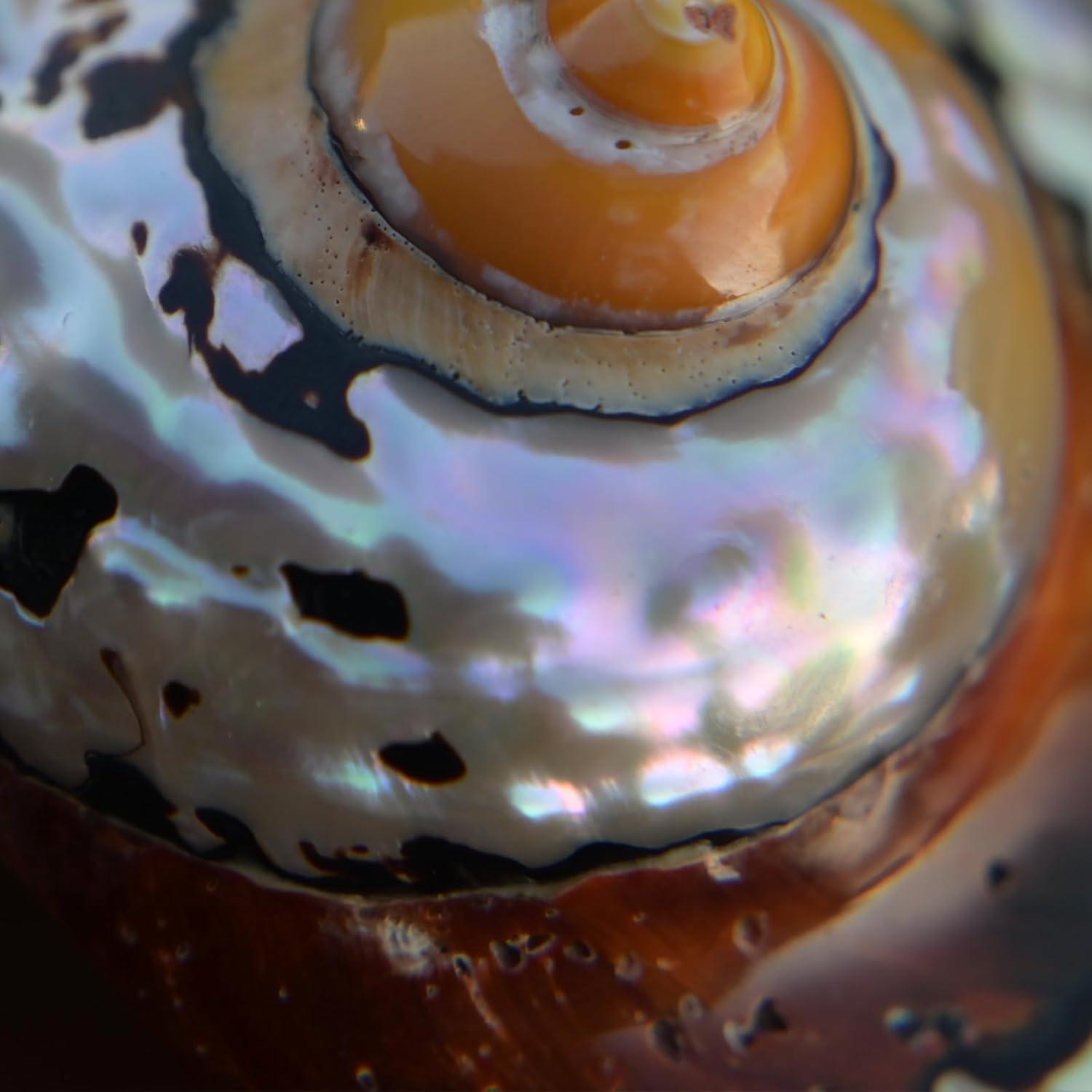 2 Piezas Conchas de Cangrejo Ermitaño Iao.v.p Tamaño M/L