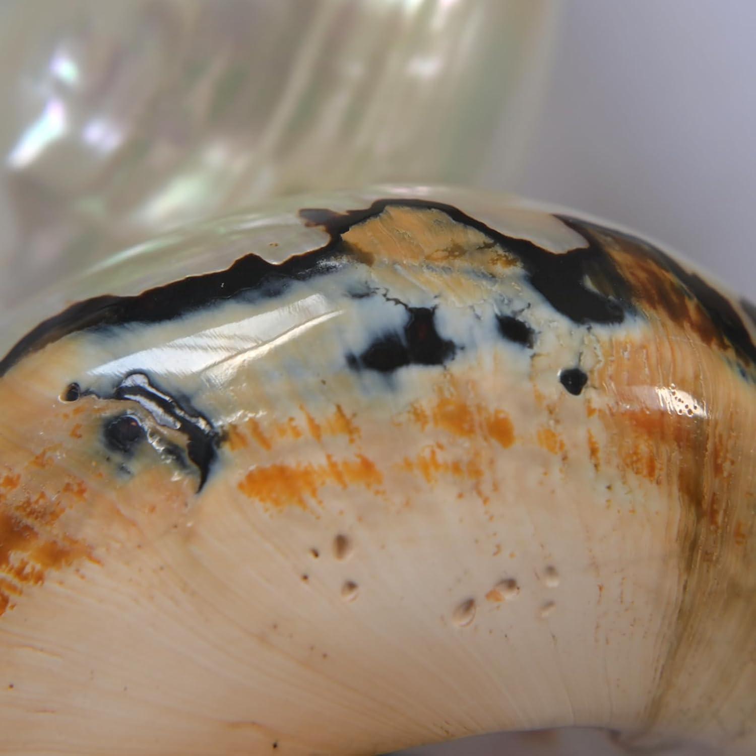 2 Piezas Conchas de Cangrejo Ermitaño Iao.v.p Tamaño M/L