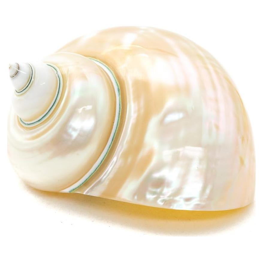 Concha Turbo Verde Jade 3-3.5" Nautical Crush Trading