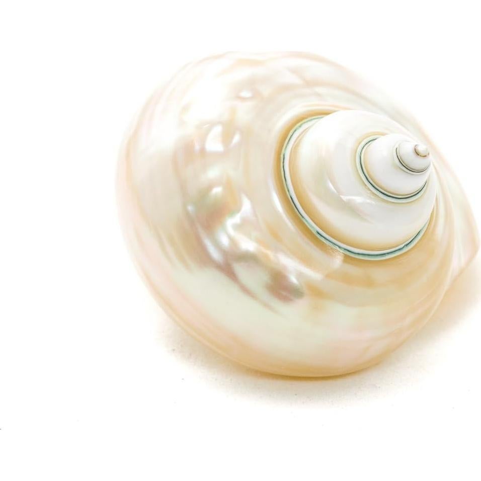 Concha Turbo Verde Jade 3-3.5" Nautical Crush Trading