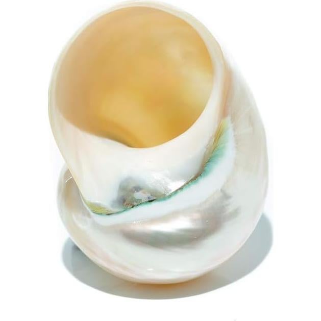 Concha Turbo Verde Jade 3-3.5" Nautical Crush Trading