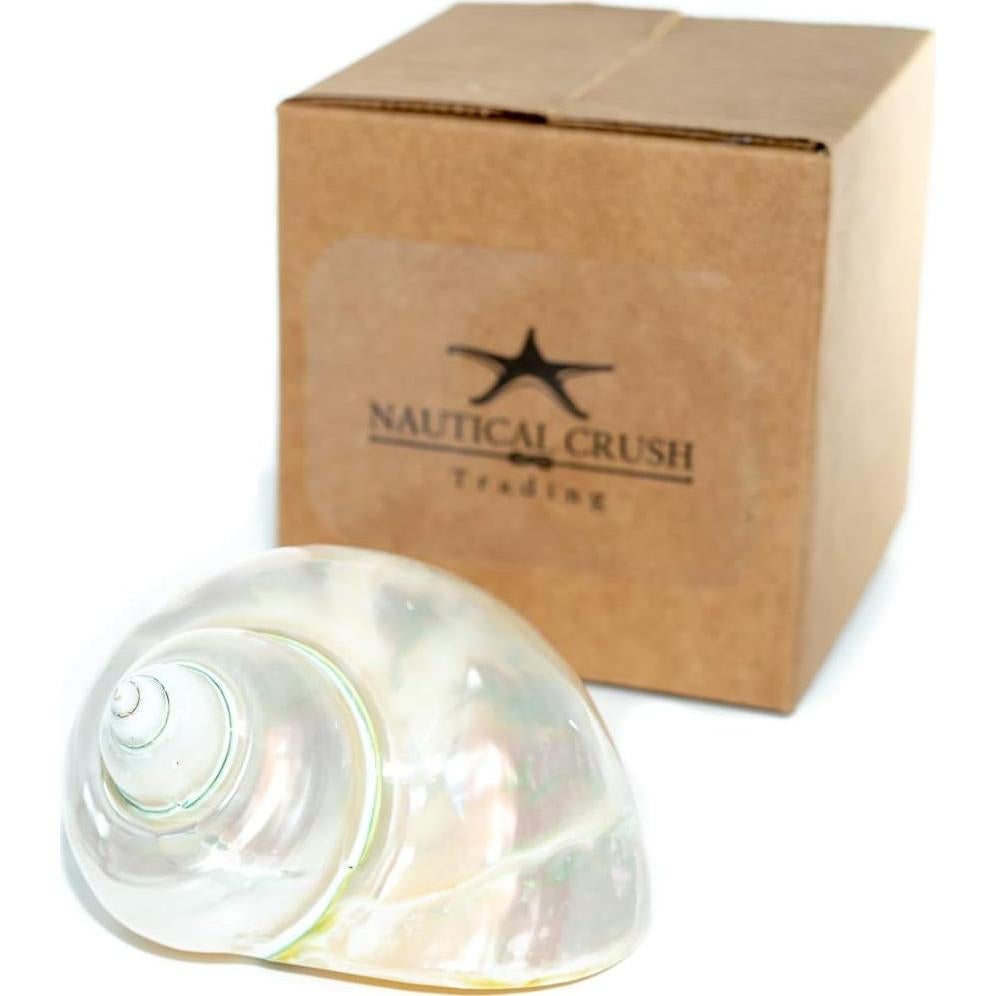 Concha Turbo Verde Jade 3-3.5" Nautical Crush Trading