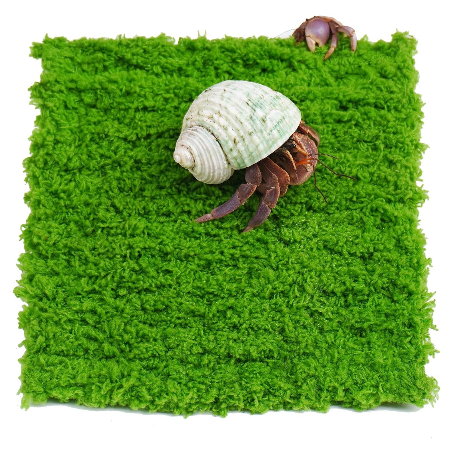 Pared de Escalada para Cangrejo Ermitaño Jinymral 15.24 cm