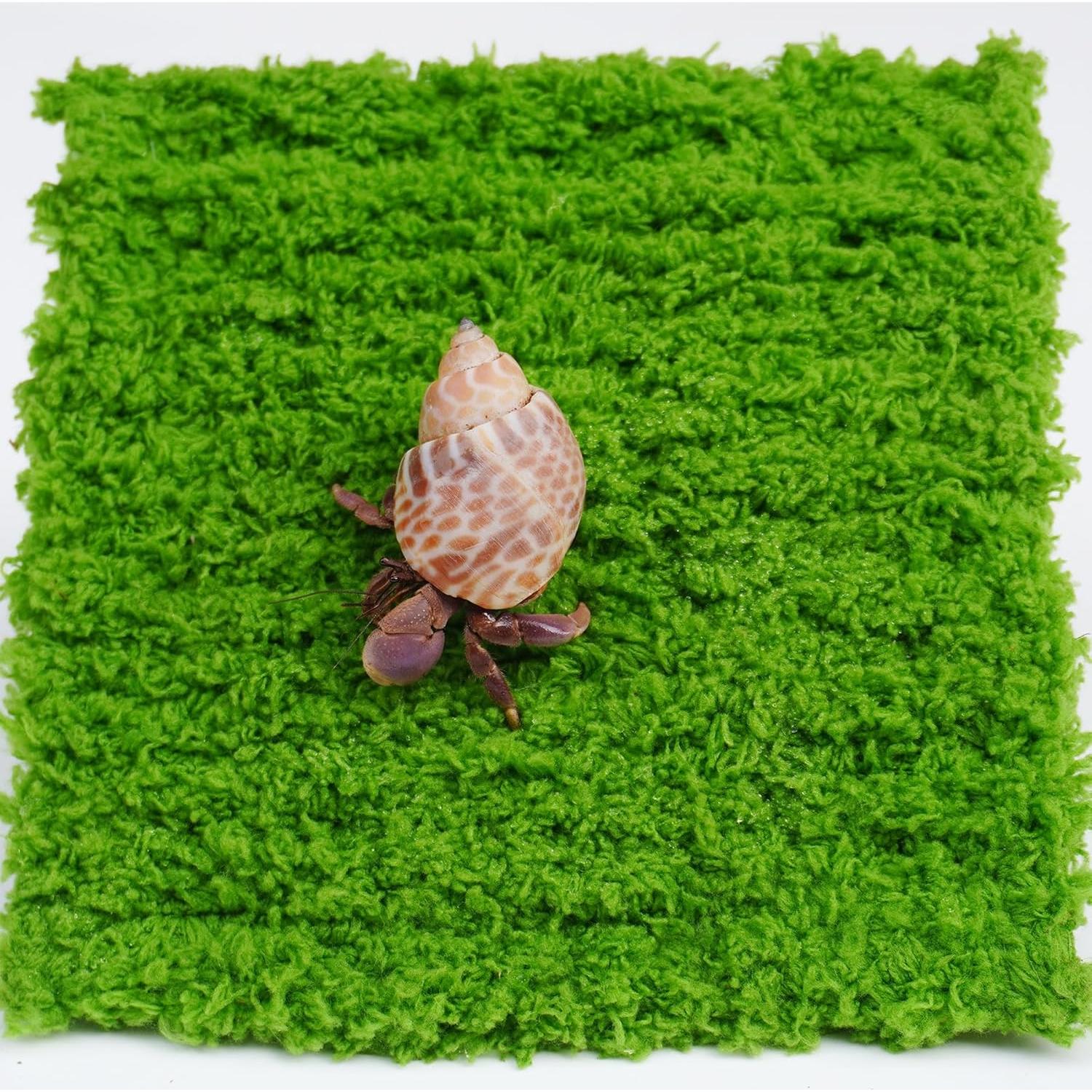 Pared de Escalada para Cangrejo Ermitaño Jinymral 15.24 cm