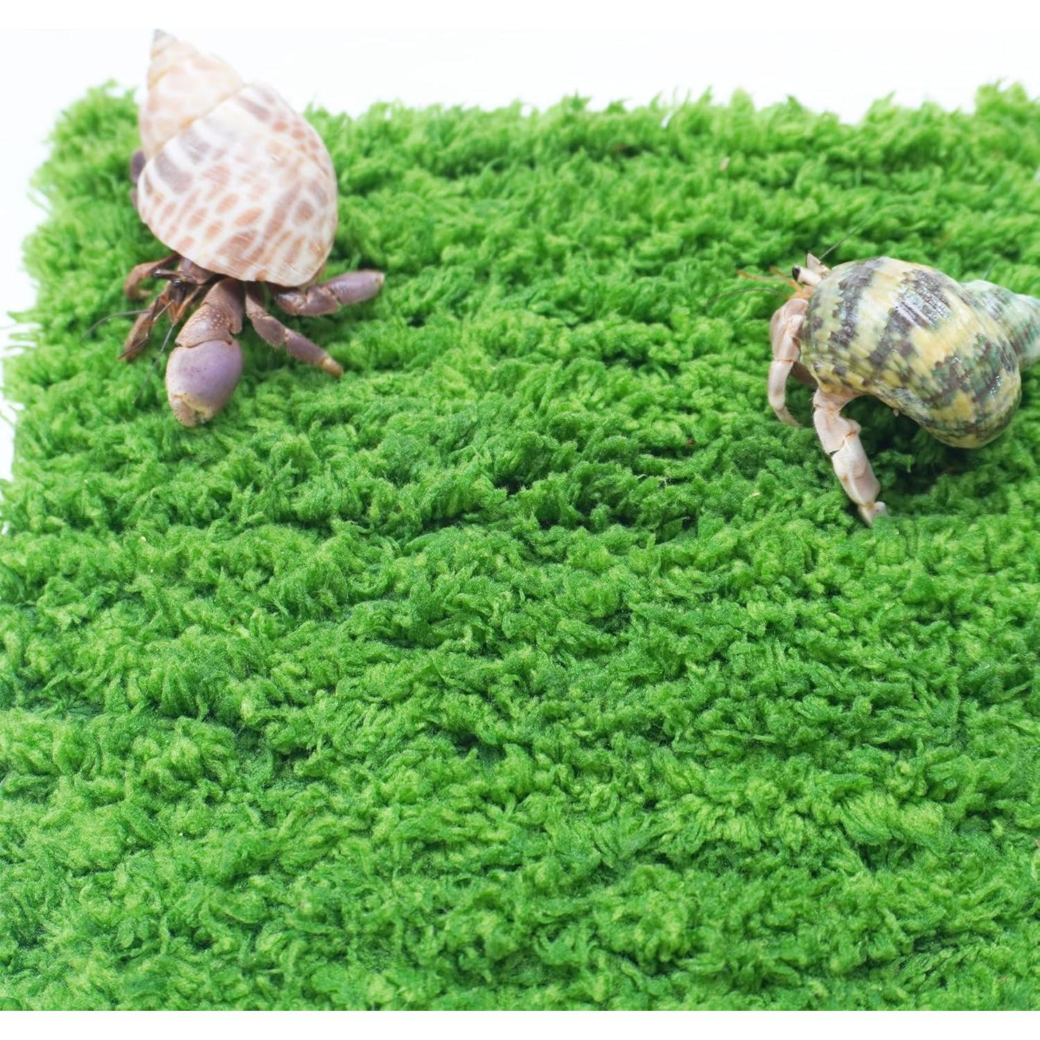 Pared de Escalada para Cangrejo Ermitaño Jinymral 15.24 cm