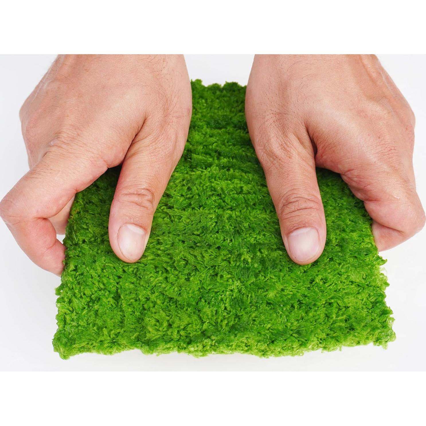 Pared de Escalada para Cangrejo Ermitaño Jinymral 15.24 cm