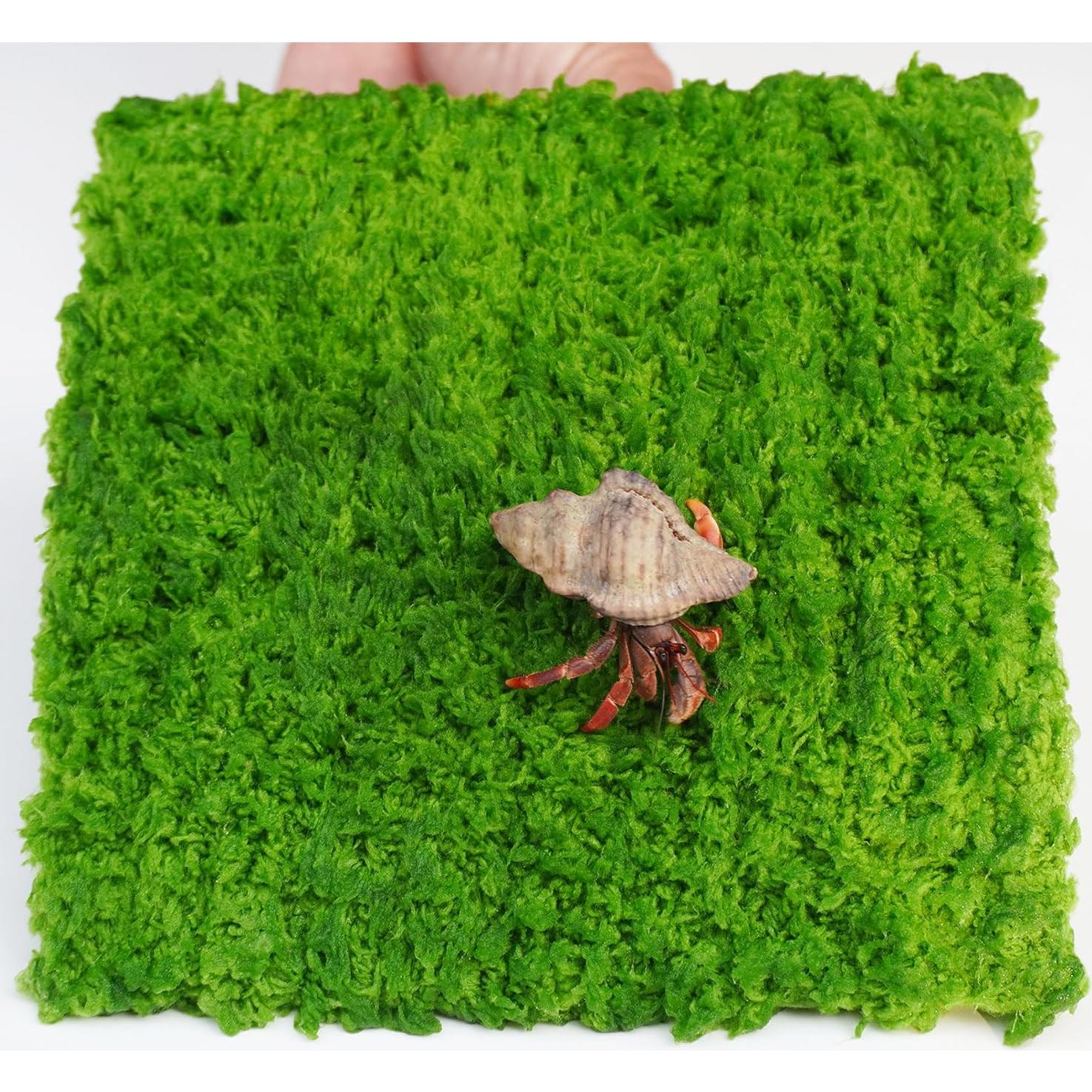 Pared de Escalada para Cangrejo Ermitaño Jinymral 15.24 cm