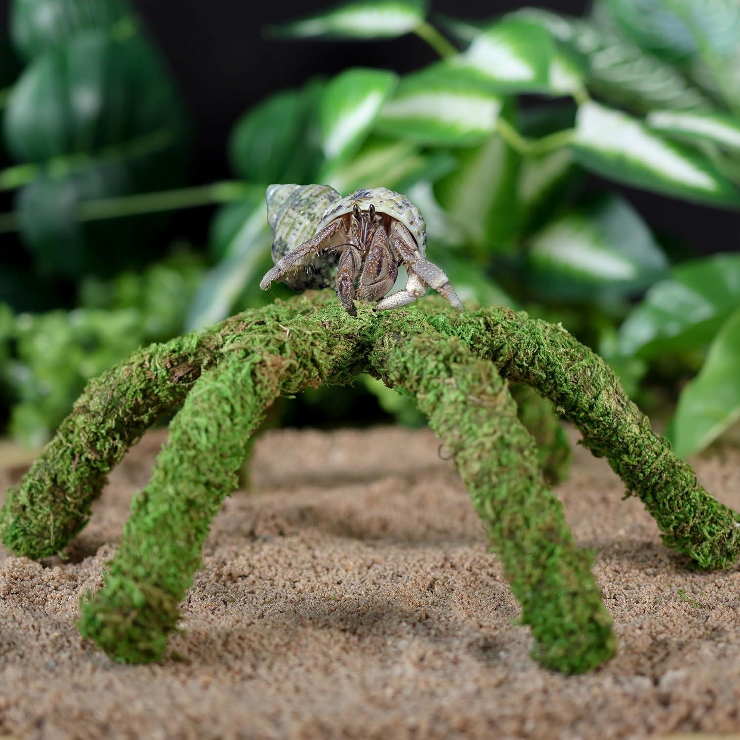 Juguete de Escalada para Cangrejos Ermitaños USMOLA 30x2x2cm Verde