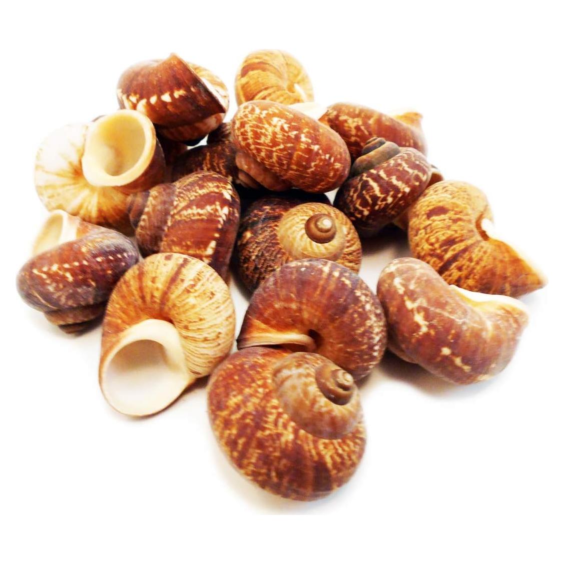 Juego de 12 Conchas de Caracol Terrestre Fernandezi 2-3 cm