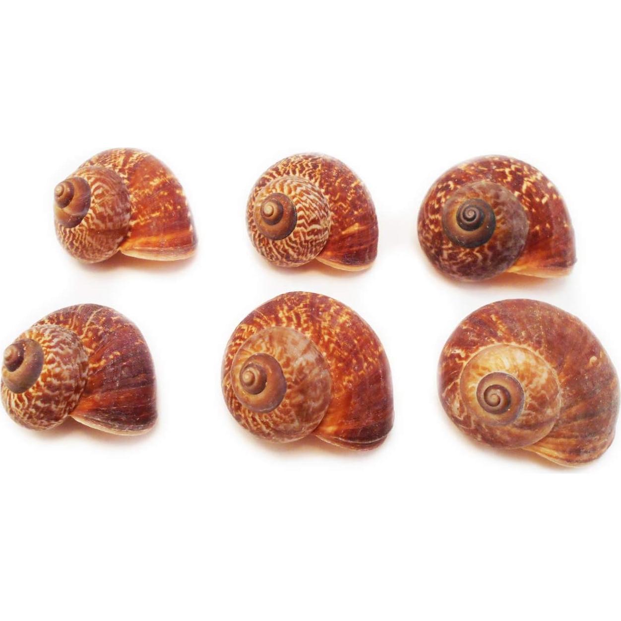 Juego de 12 Conchas de Caracol Terrestre Fernandezi 2-3 cm