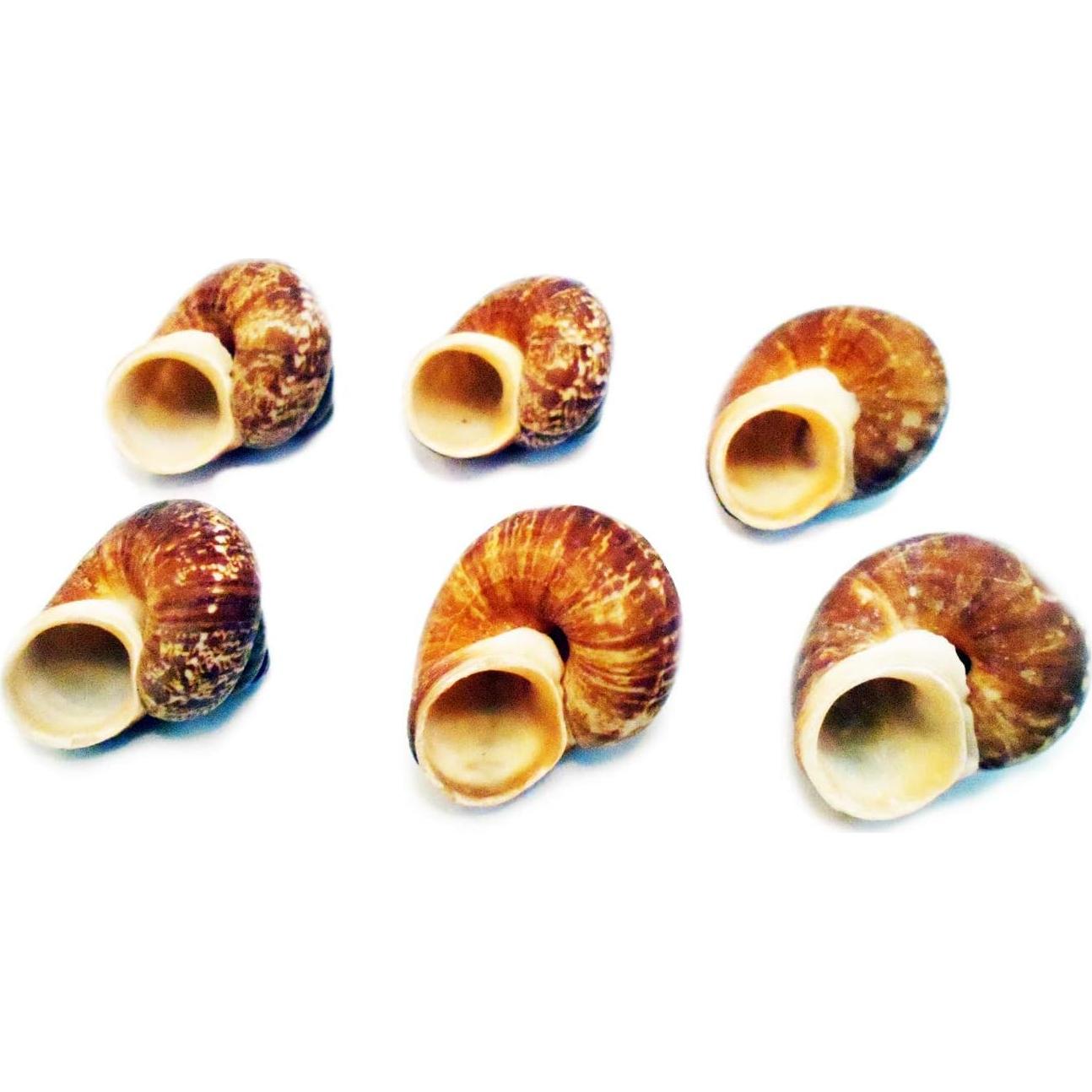 Juego de 12 Conchas de Caracol Terrestre Fernandezi 2-3 cm
