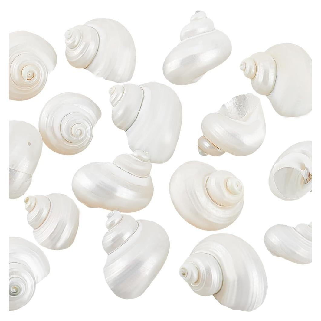 16 Caracolas Naturales Sin Perforar PH PandaHall 21-29 mm