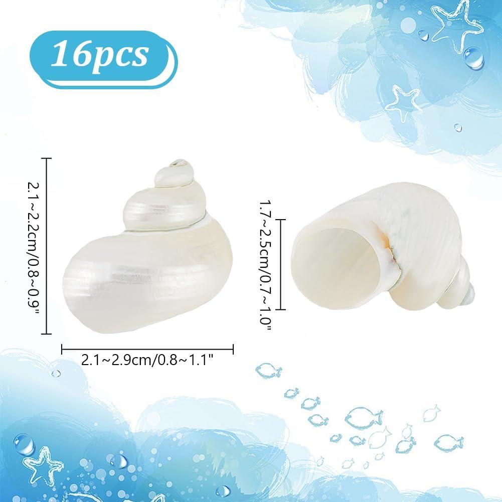 16 Caracolas Naturales Sin Perforar PH PandaHall 21-29 mm