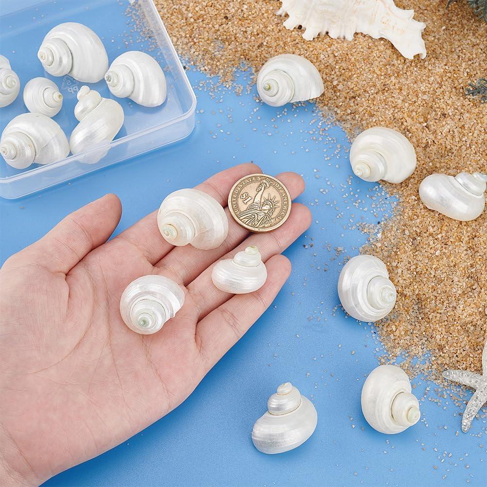 16 Caracolas Naturales Sin Perforar PH PandaHall 21-29 mm