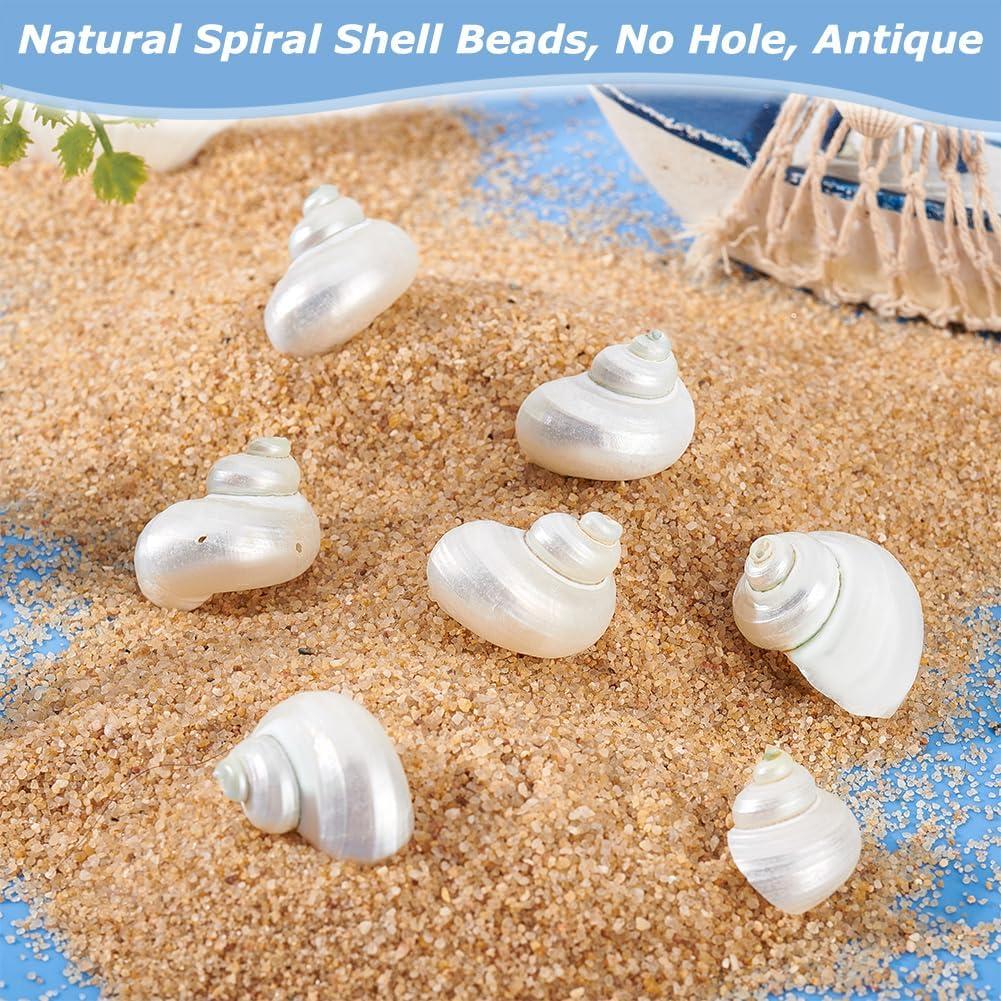 16 Caracolas Naturales Sin Perforar PH PandaHall 21-29 mm