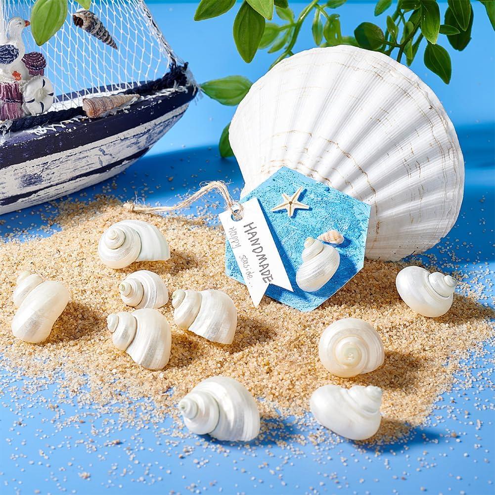 16 Caracolas Naturales Sin Perforar PH PandaHall 21-29 mm