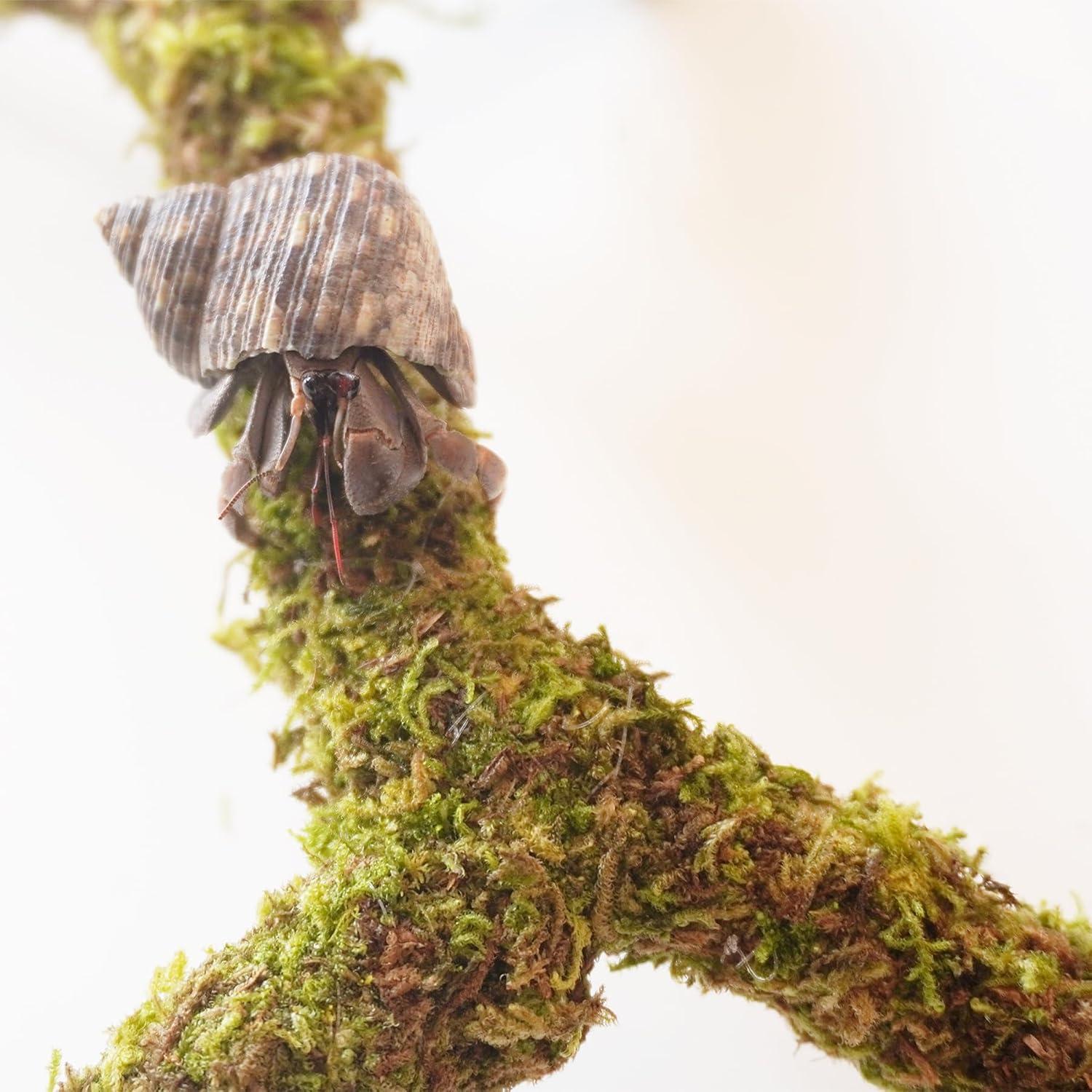 Poste de Musgo para Cangrejos Ermitaños Begeterday 30.48 cm