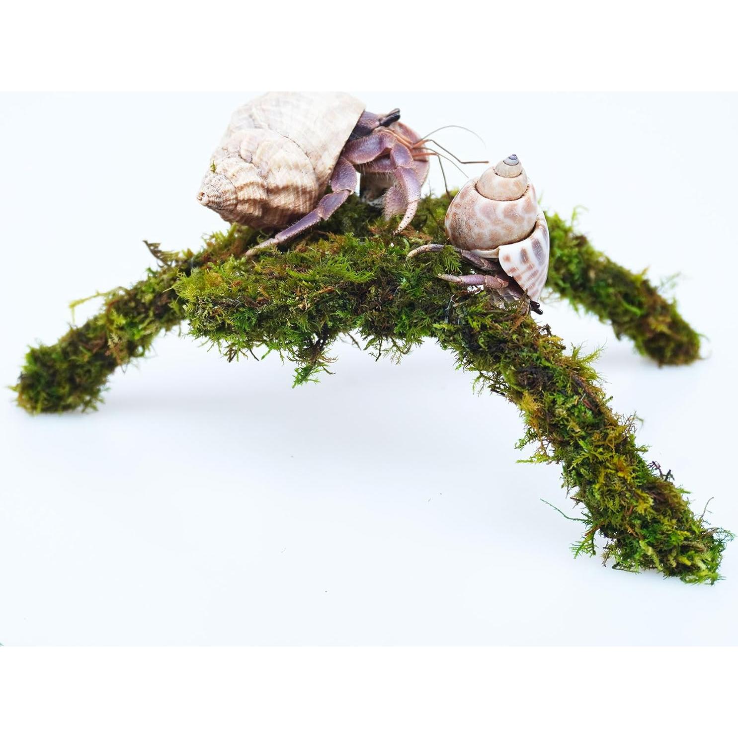 Plataforma de Escalada Mini para Cangrejos Ermitaños Jinymral 18.8x17.8cm