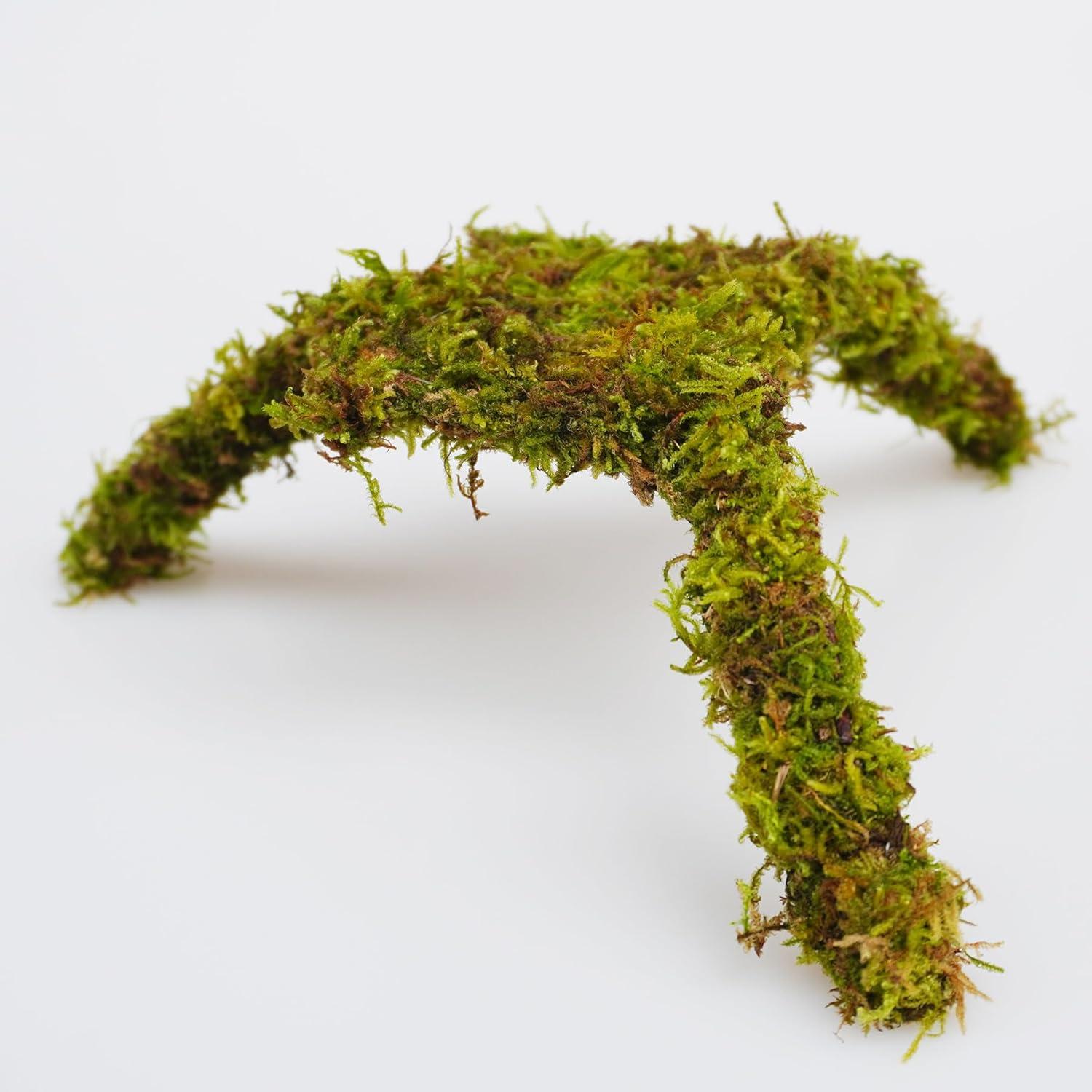 Plataforma de Escalada Mini para Cangrejos Ermitaños Jinymral 18.8x17.8cm