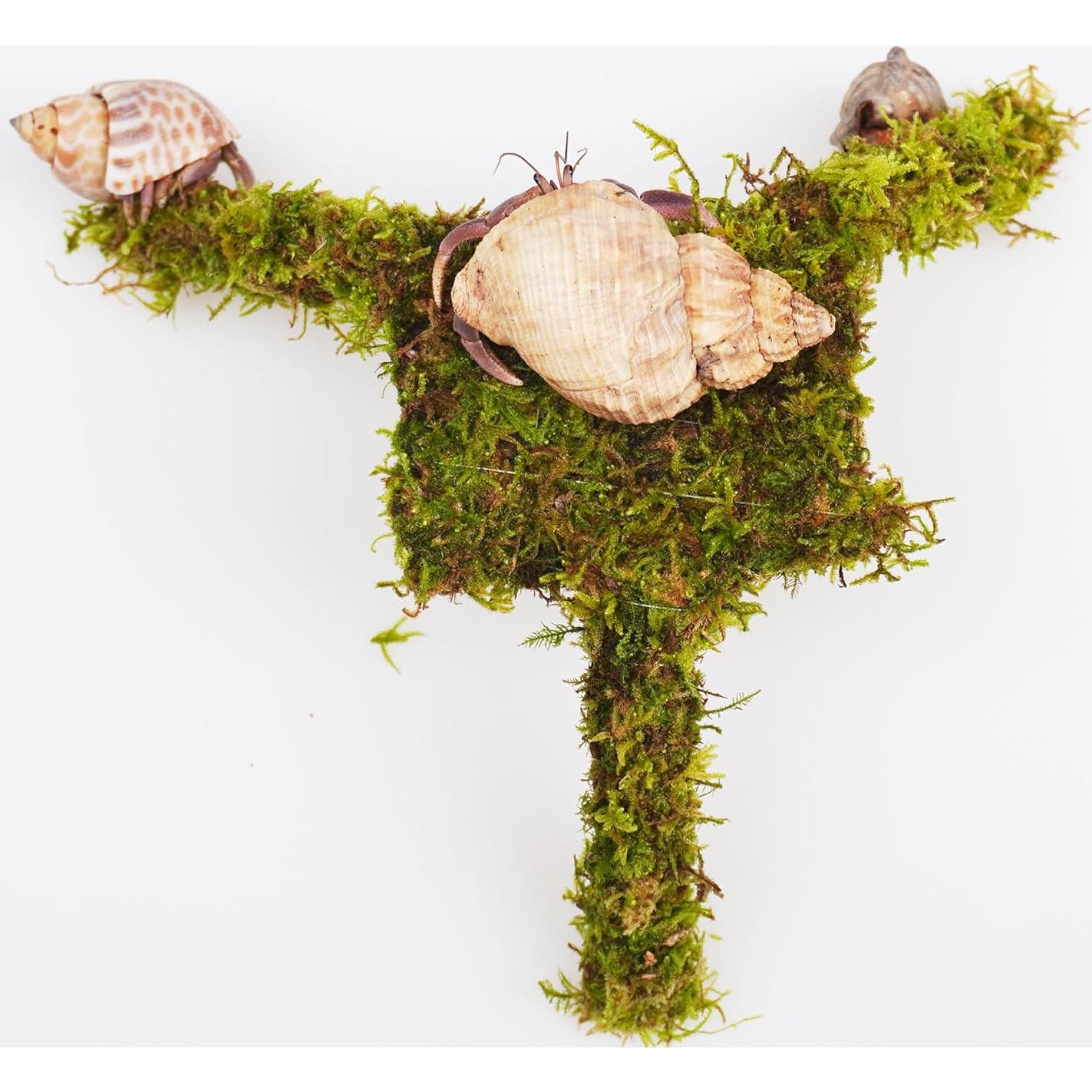 Plataforma de Escalada Mini para Cangrejos Ermitaños Jinymral 18.8x17.8cm