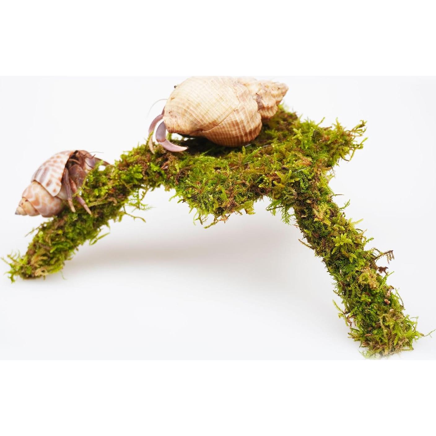 Plataforma de Escalada Mini para Cangrejos Ermitaños Jinymral 18.8x17.8cm