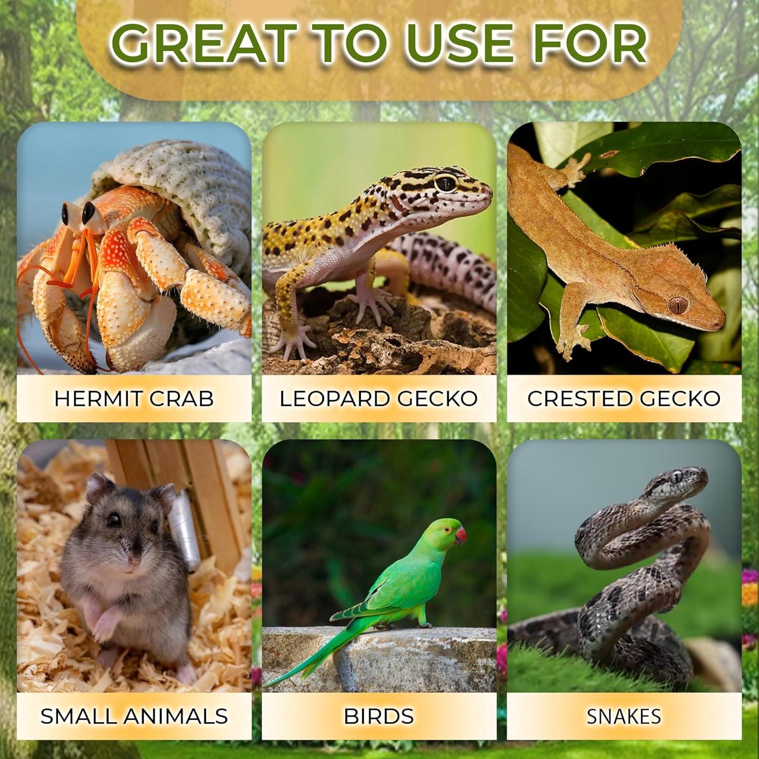 Cueva de Coco Favozio Grande para Cangrejo Ermitaño y Mascotas