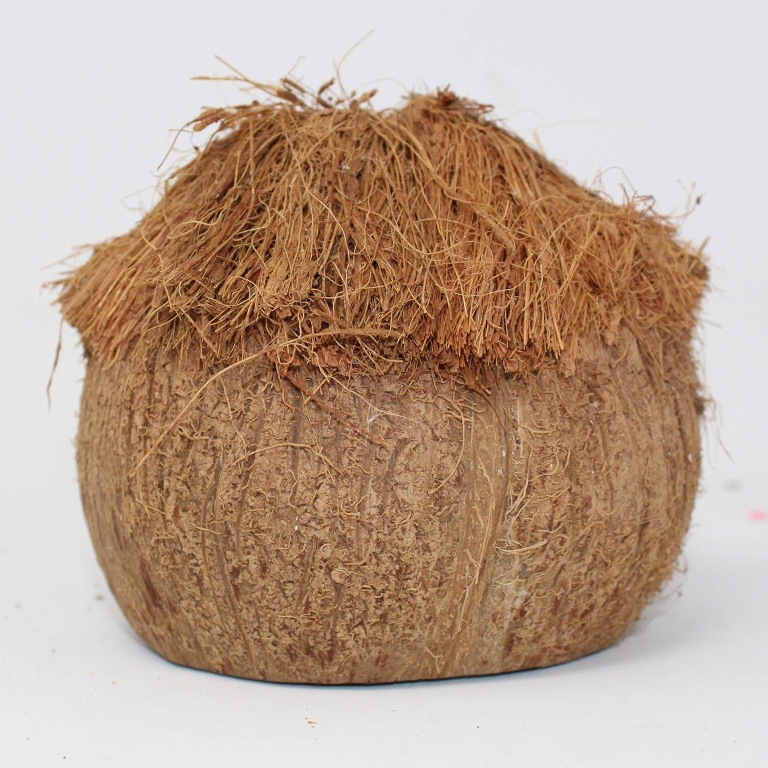 Escondite Needzo para Cangrejos Ermitaños y Reptiles 10x12.7 cm