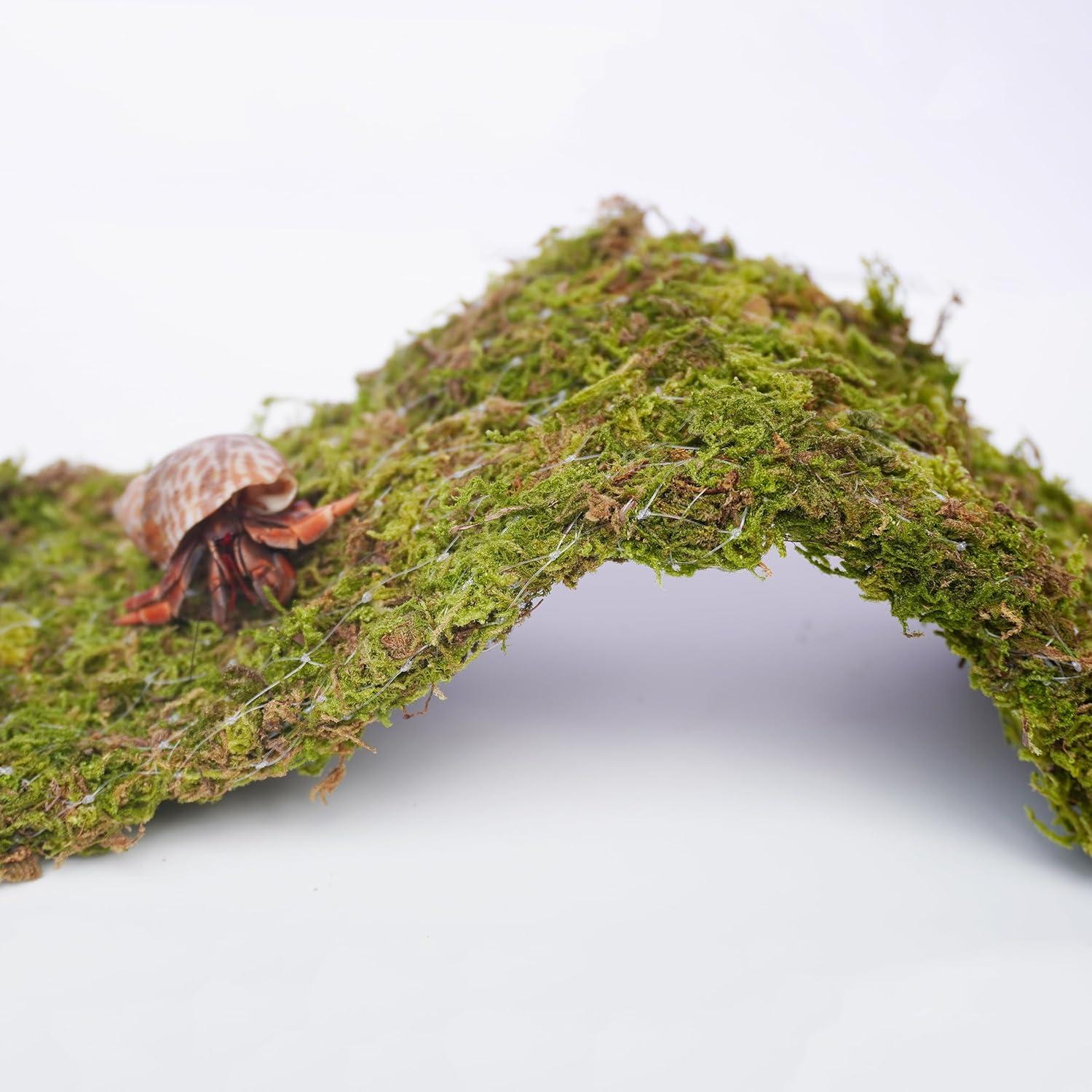 Puente de Escalada para Cangrejos Ermitaños Begeterday 34 cm