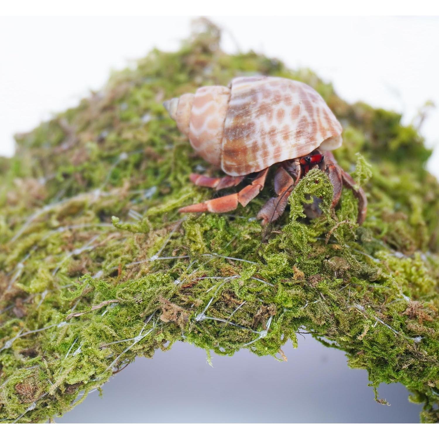 Puente de Escalada para Cangrejos Ermitaños Begeterday 34 cm