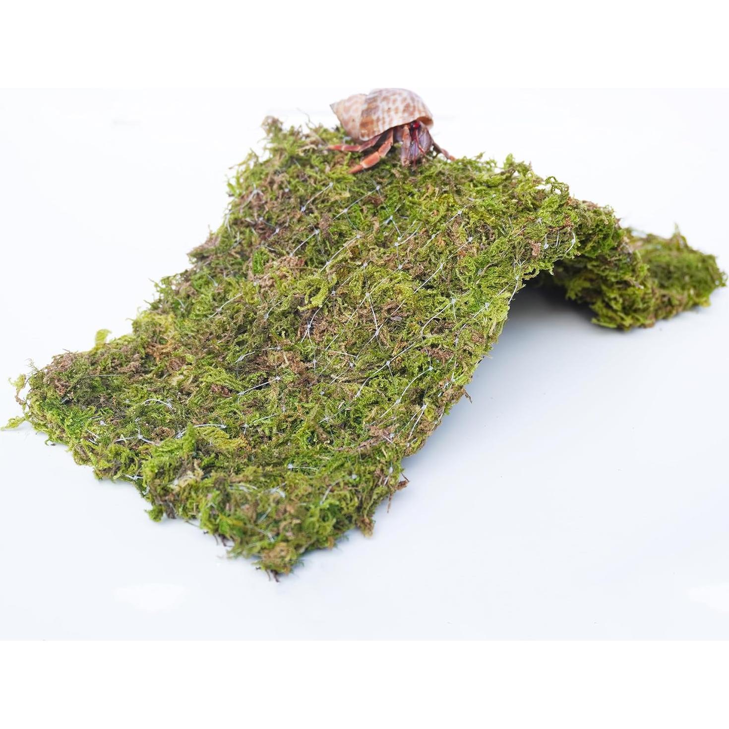 Puente de Escalada para Cangrejos Ermitaños Begeterday 34 cm