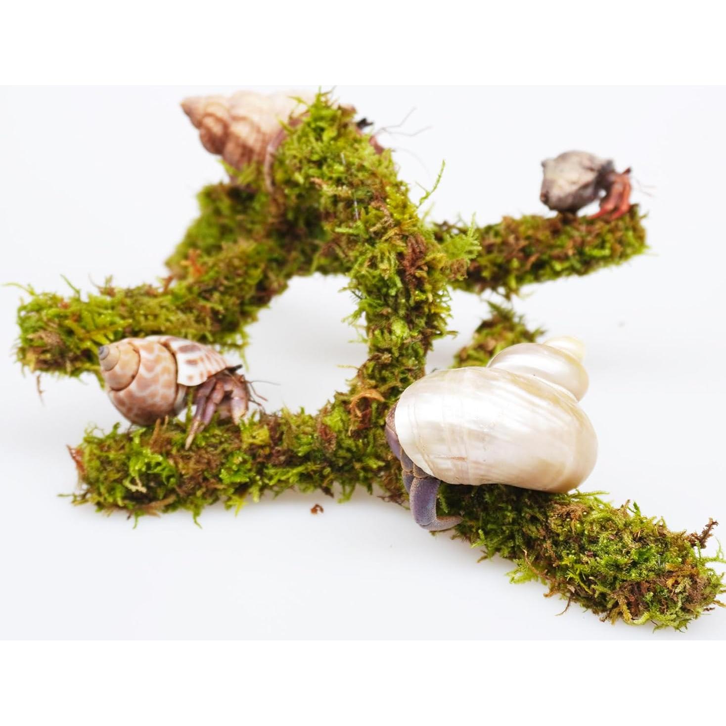 Juguete de Escalada para Cangrejo Ermitaño Jinymral 16.5 cm