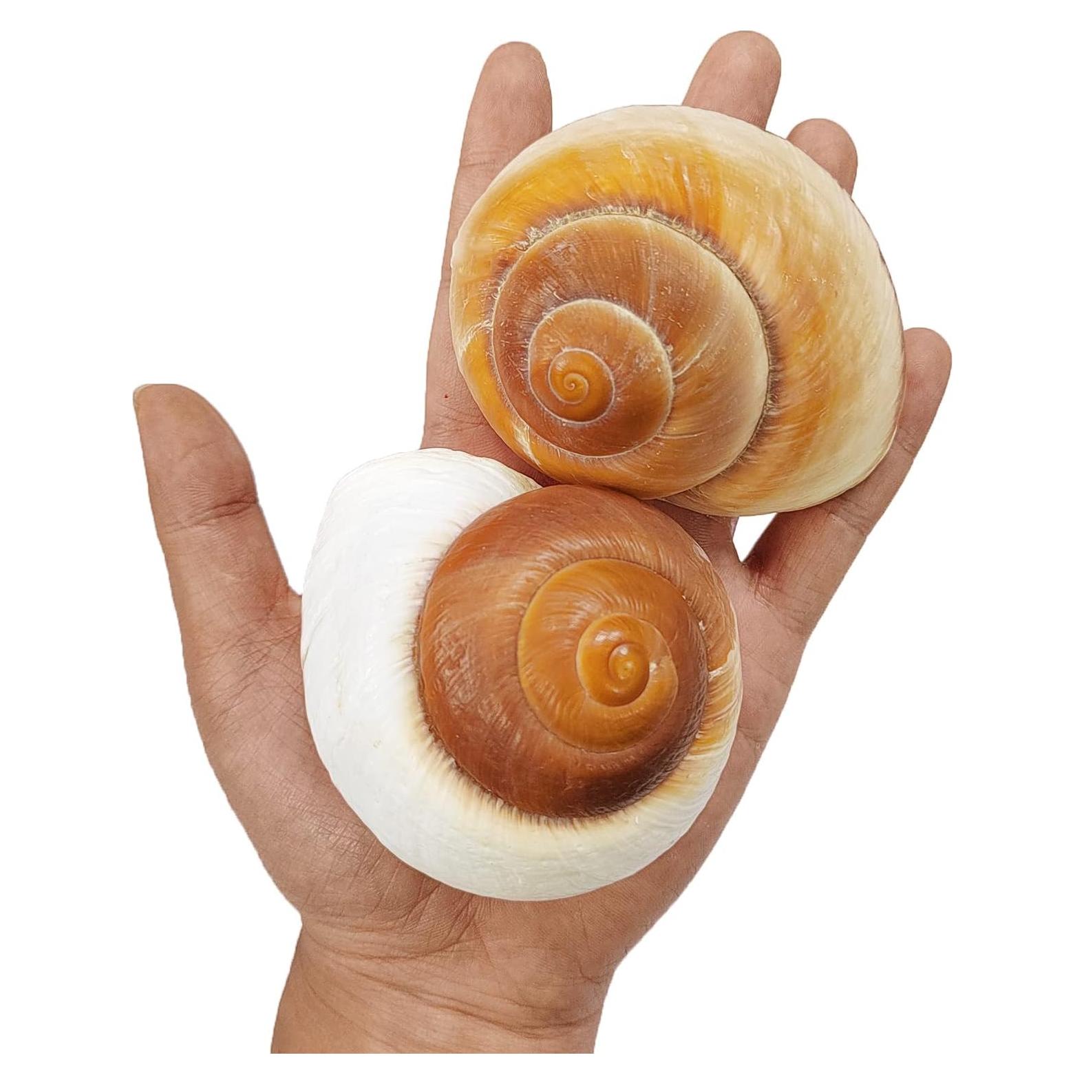 Conchas de Cangrejo Ermitaño QEQEKAKA 2 Pcs Extra Grande