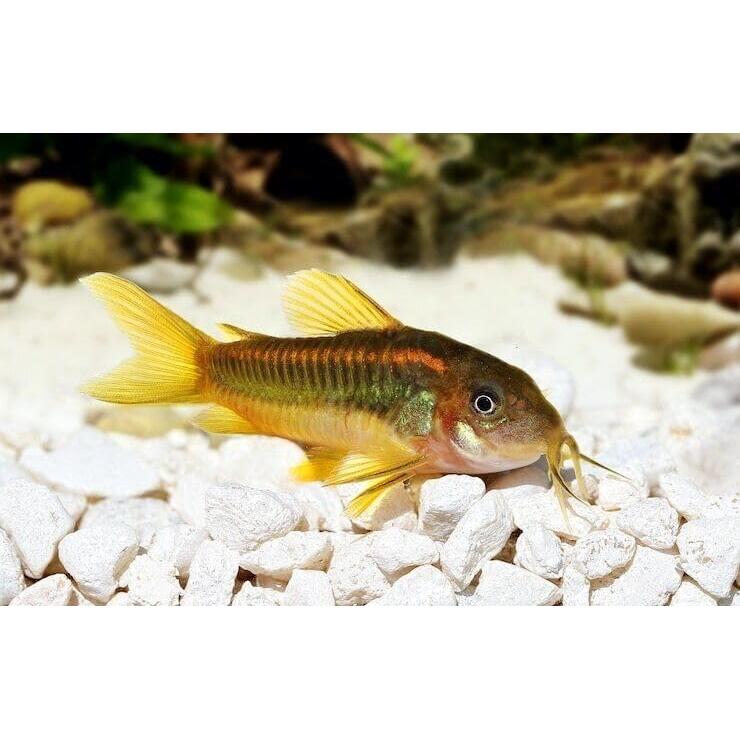 Alimentador de Calcio para Camarones y Cangrejos 113.4g