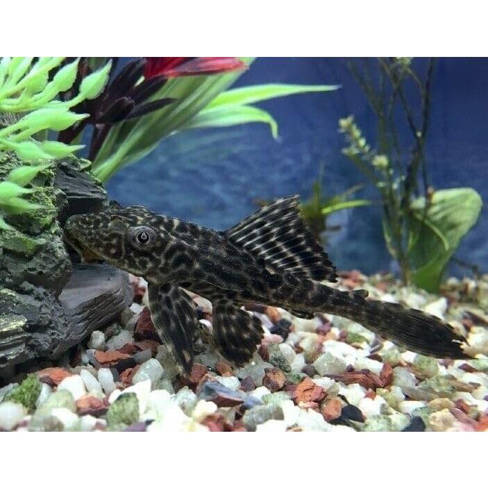 Alimentador de Calcio para Camarones y Cangrejos 113.4g