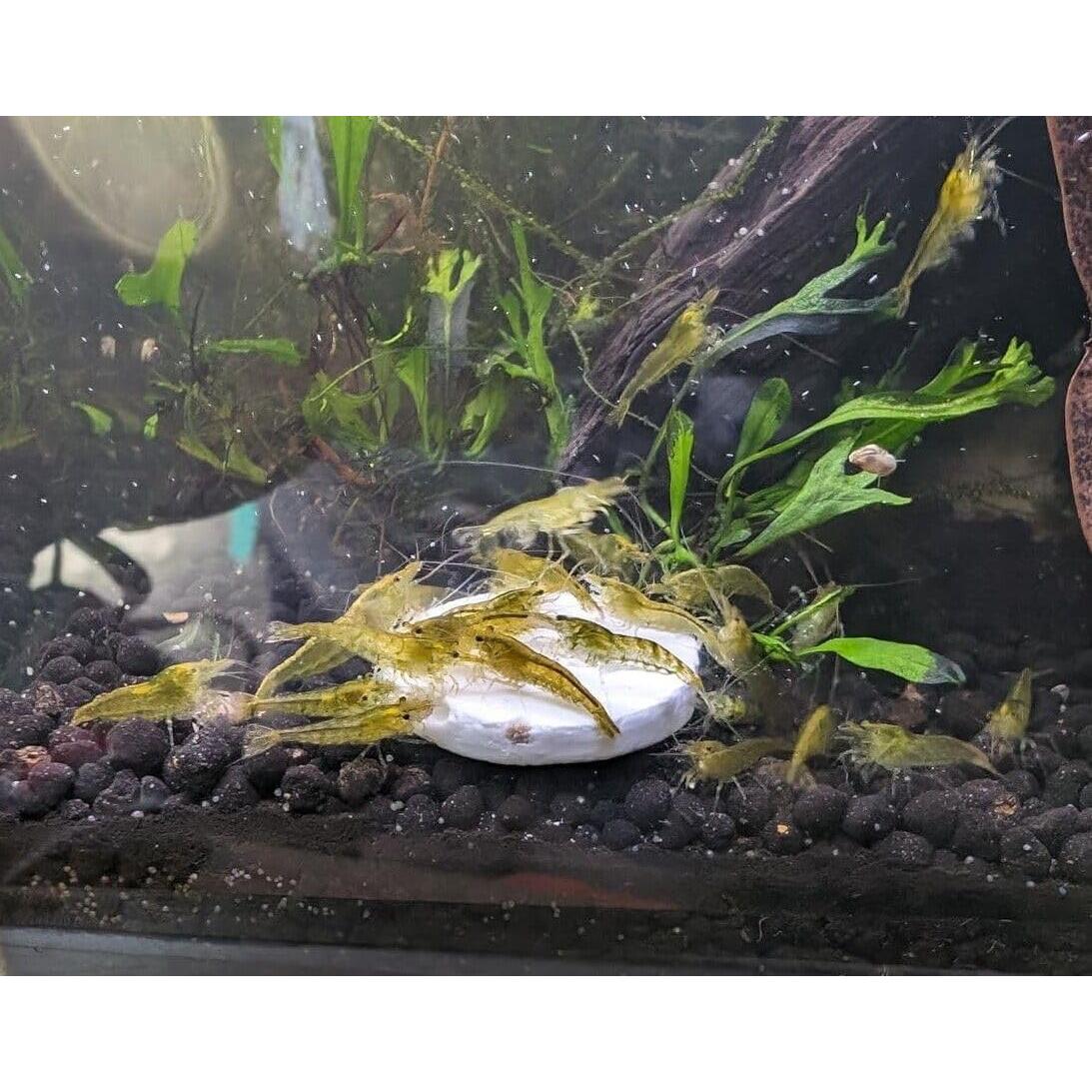 Alimentador de Calcio para Camarones y Cangrejos 113.4g