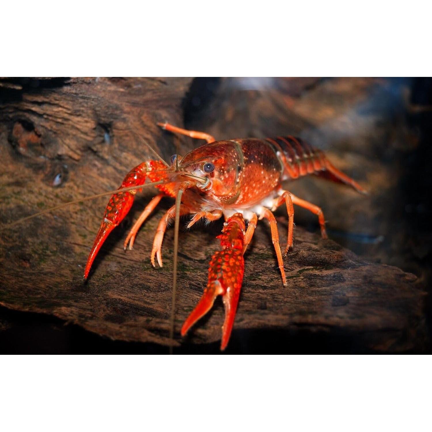 Alimentador de Calcio para Camarones y Cangrejos 113.4g