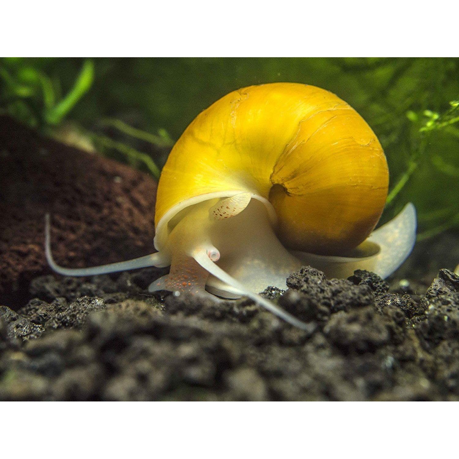 Alimentador de Calcio para Camarones y Cangrejos 113.4g