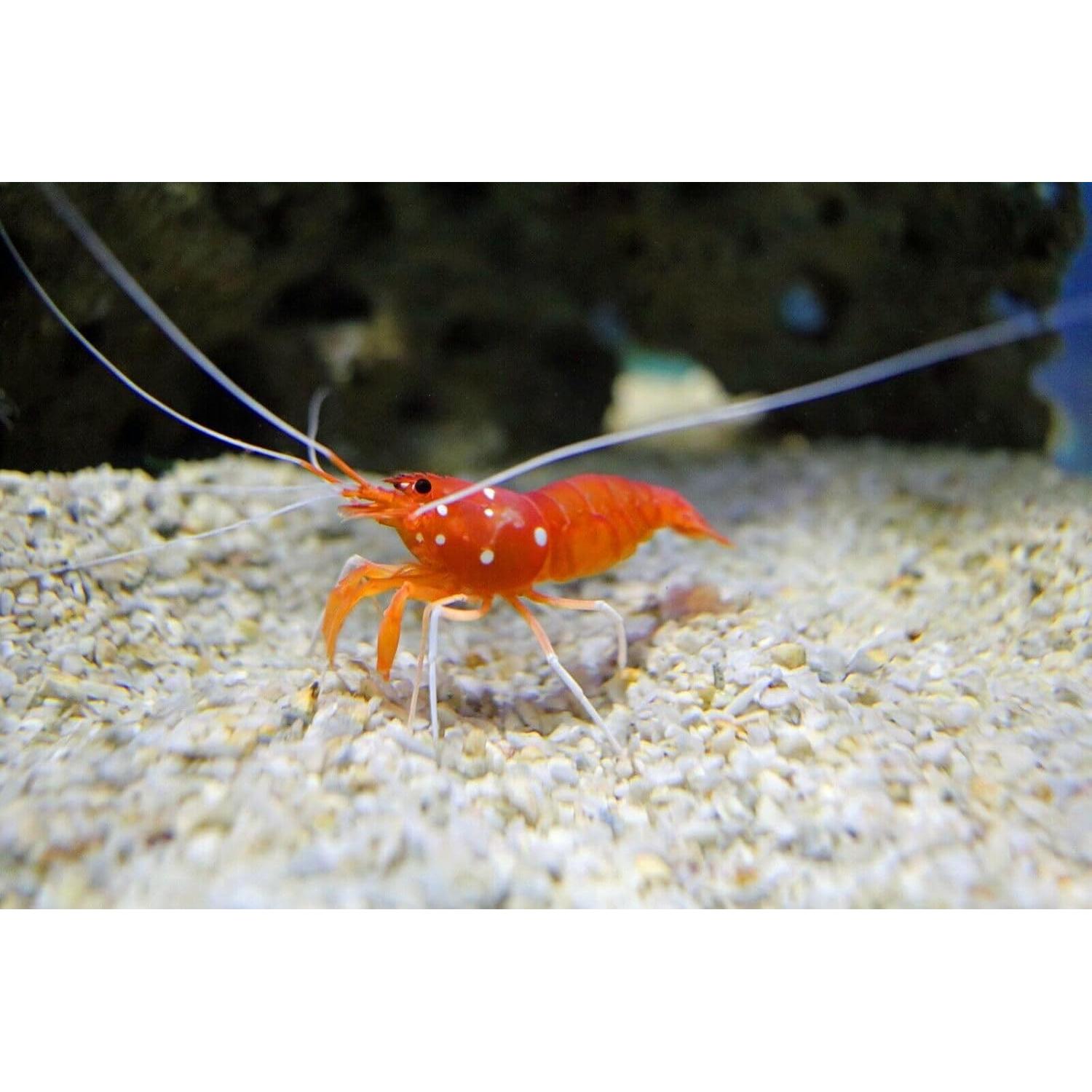 Alimentador de Calcio para Camarones y Cangrejos 113.4g