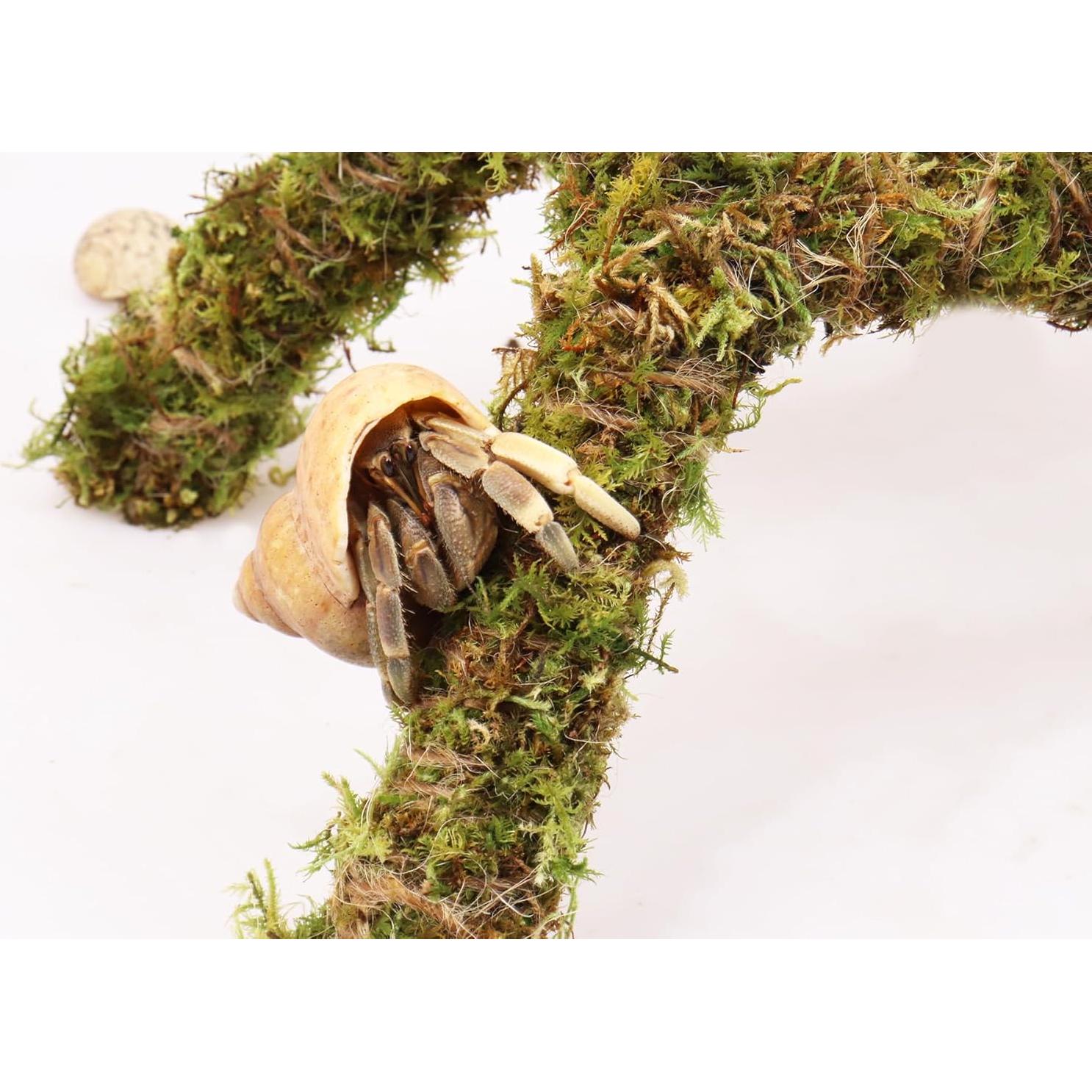 Juguete para Cangrejos Ermitaños Vitalili 28 cm Musgo Natural