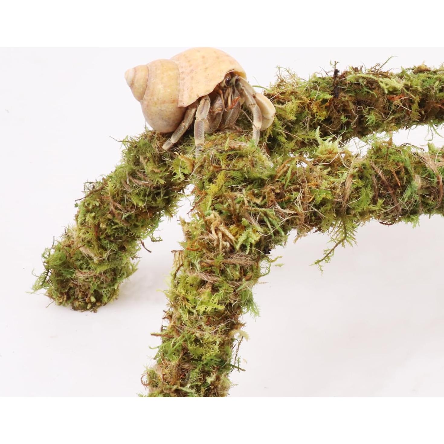 Juguete para Cangrejos Ermitaños Vitalili 28 cm Musgo Natural