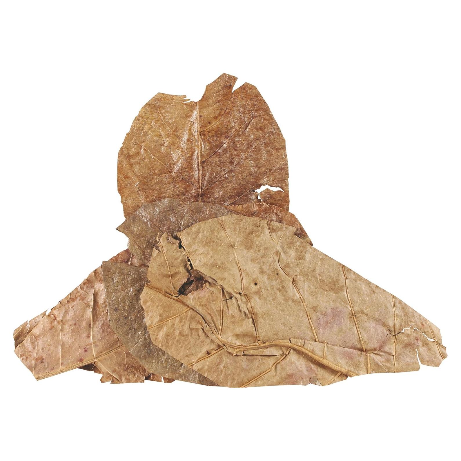 Hojas de Catappa Fluker para Cangrejos Ermitaños - 5 Unidades